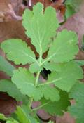 Stylophorum Diphyllum